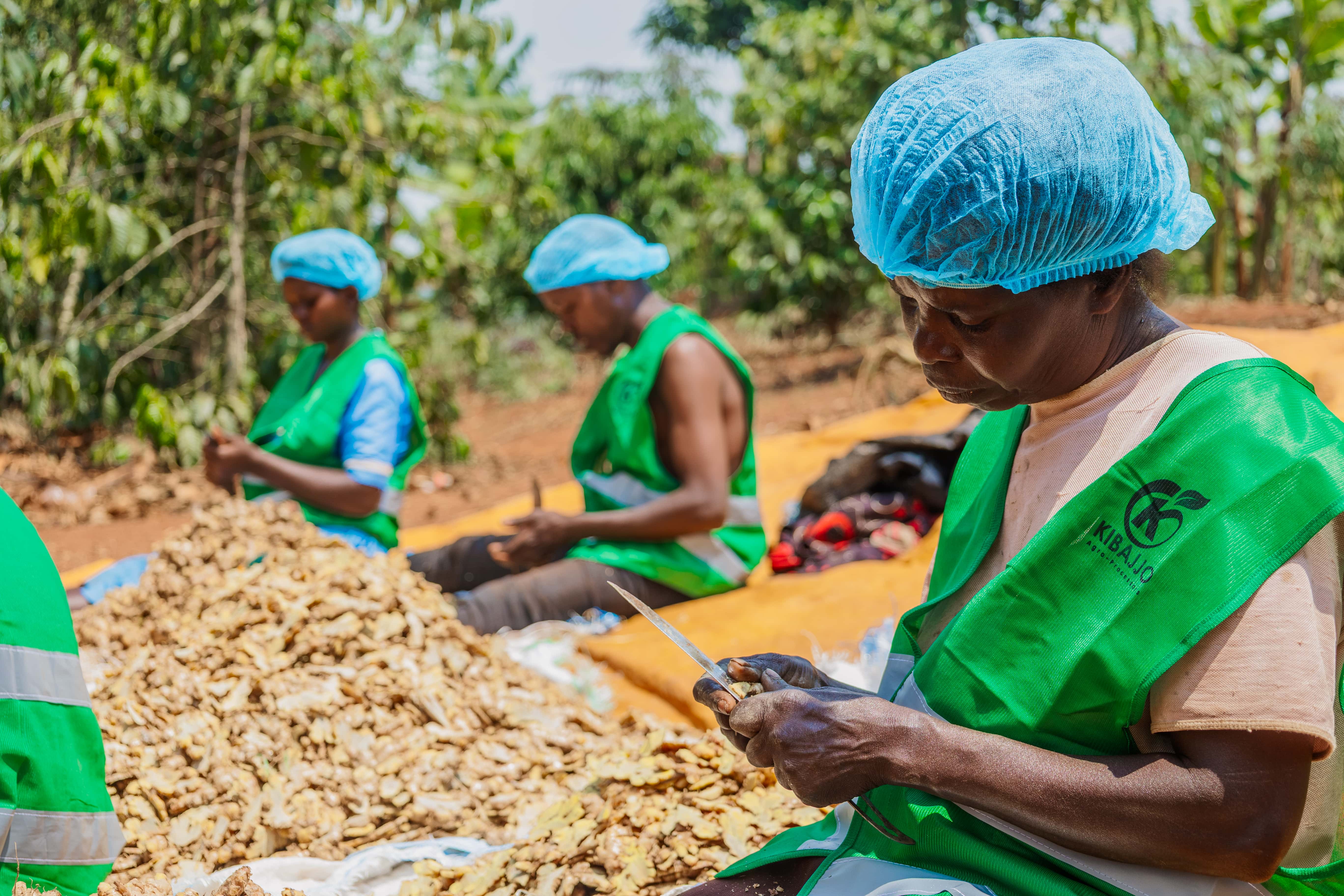 Kibajjo team members preparing fresh ginger outdoors