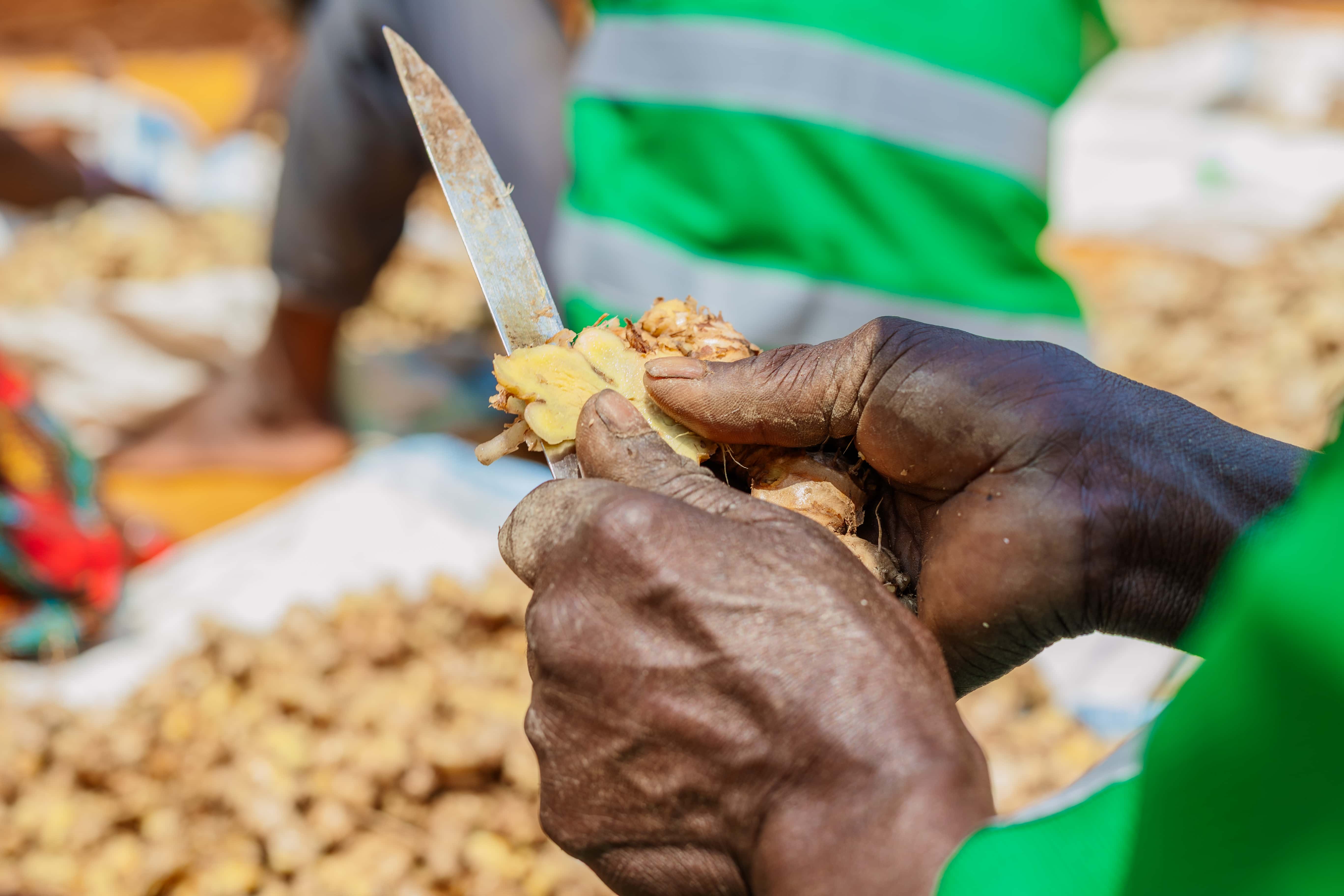 A worker slicing fresh ginger by hand