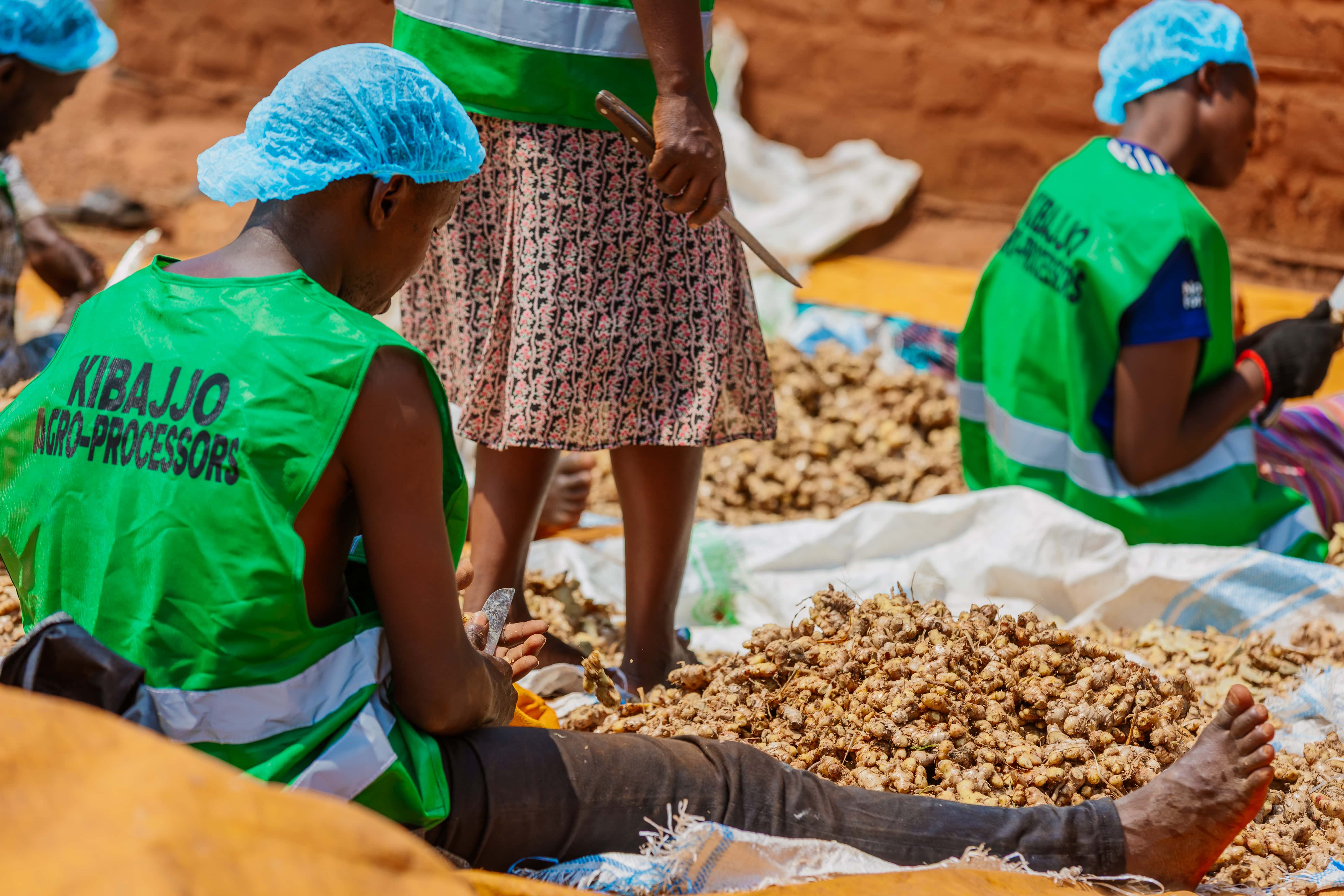 Kibajjo team members preparing freshly harvested ginger together in Butambala