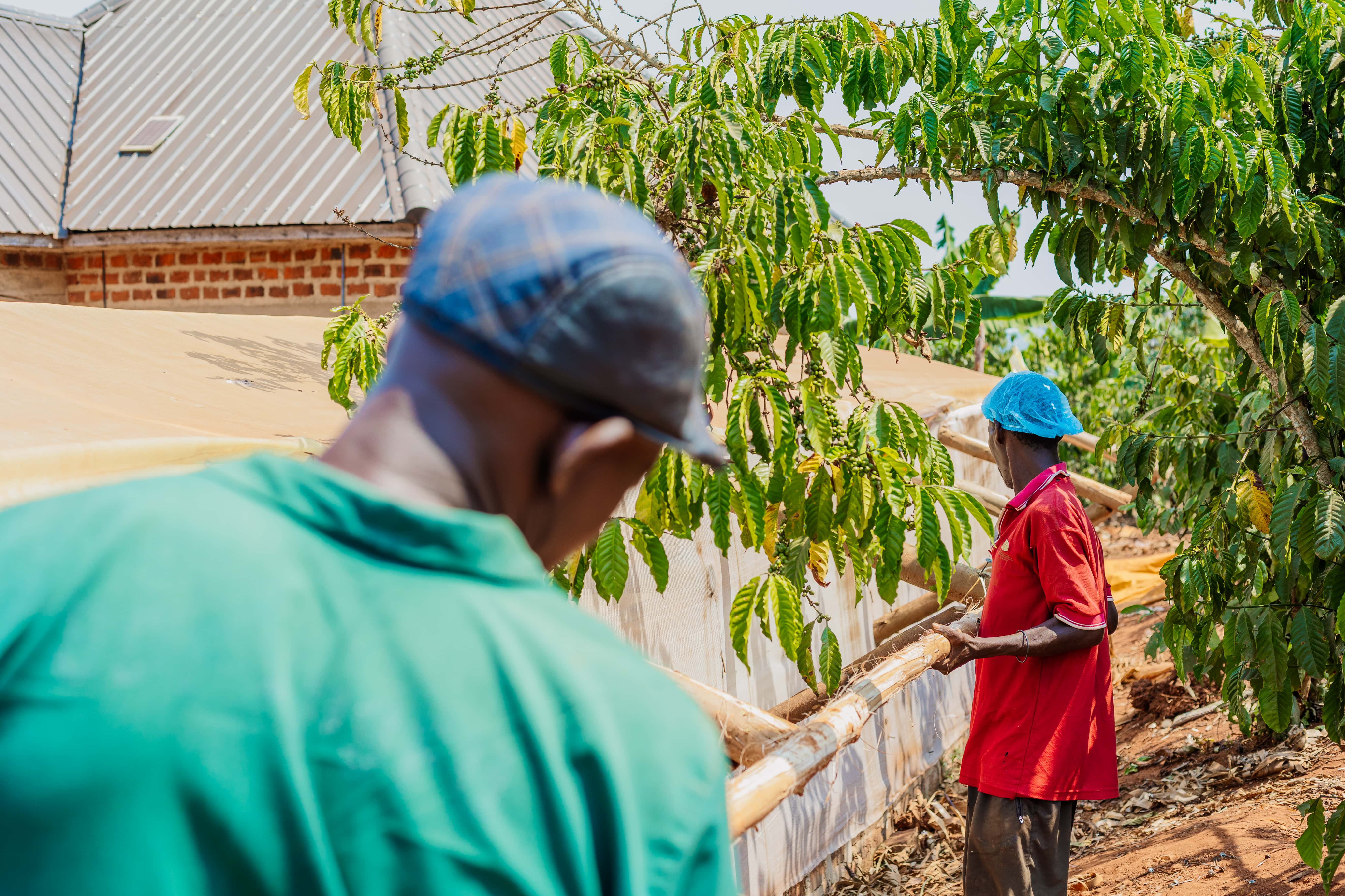Community members working beside mature trees and the solar dryer