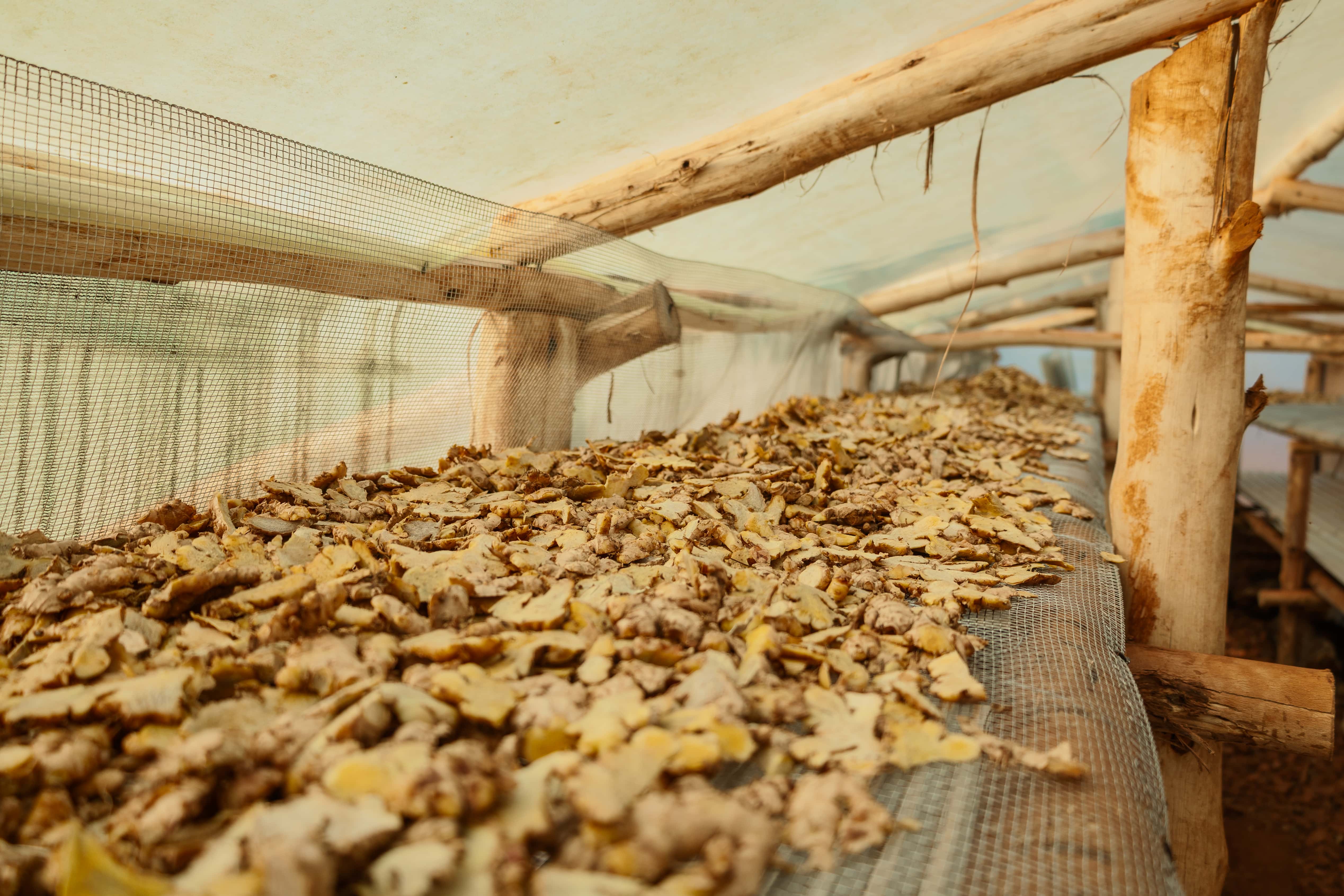 Ginger slices spread across a raised drying tray