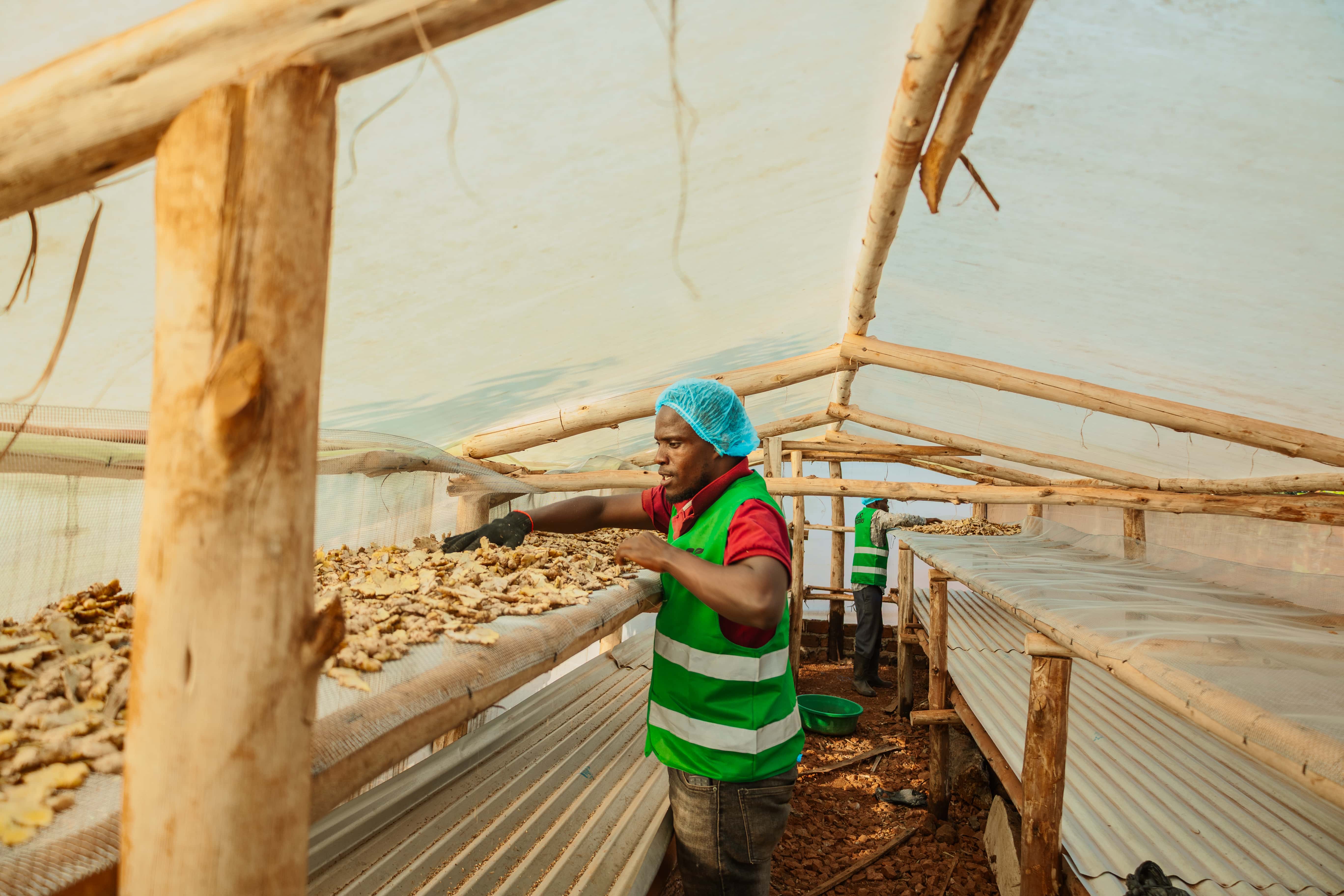 A team member arranging sliced ginger on racks inside the solar dryer